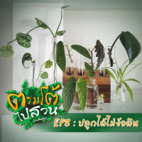 ตามโต้ไปสวน EP 8 : ปลูกได้ไม่ง้อดิน