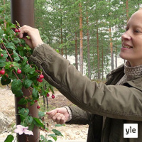 Radio Suomesta poimittuja: Saimi Hoyer: Pysähtykää Suomen suurimman aarteen äärelle ja menkää metsään!