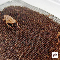 Radio Suomesta poimittuja: Onko hyönteisten kasvatus ruuaksi villitys vai kannanotto?