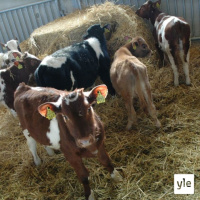 Radio Suomesta poimittuja: Sonniasemalla osa 1: siitossonnin arki