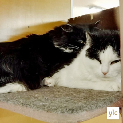 Radio Suomesta Poimittuja