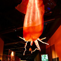 Reserva Natural - Animales invisibles y Terrafilia, dos exposiciones imprescindibles - 10/07/25