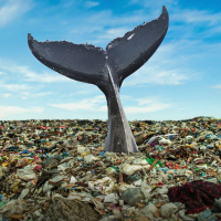 Reserva natural - Un amenazado océano centra el debate internacional en Niza - 12/06/25