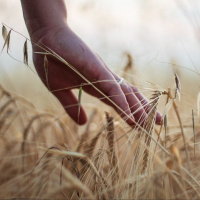 Reserva natural - Agricultura regenerativa y vida lenta en las ballenas - 05/06/25
