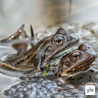 Kevät keikkuen tulevi