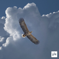 Lentävä räsymatto