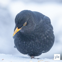 Blomiksen haaveet v.2022