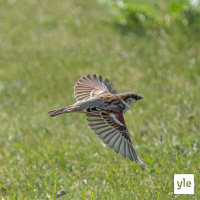 The Porkkananokka + Herra Vaapuli