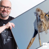 Toukomettiset tulevat