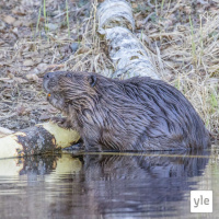 Tämän nisäkkään haluaisin nähdä