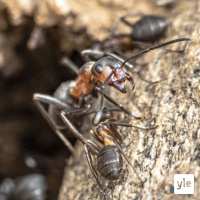 Muurahaiset (muttei päällekkäin!)