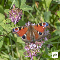 Erityinen luontomusiikkisuhde