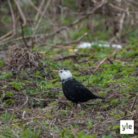 Valkkuhan se siinä!