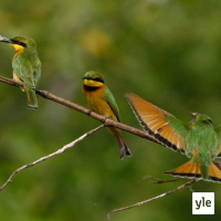 Töpökääpiötypäkkö