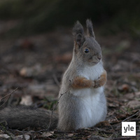 Metsän valkia vasanen