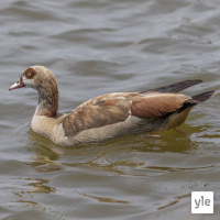 Niilinhanhi, sinäkö se oot? 