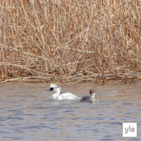 Lintujen nimet on kivoja!
