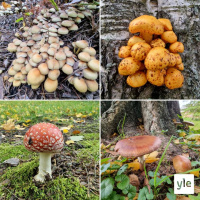 Olisiko teillä hetki aikaa jutella sienistä?