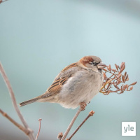 Ihan tavallinen varpunen
