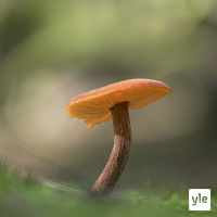 Sieniä sieniä sieniä!