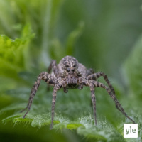 Hämä-hämä-häkki