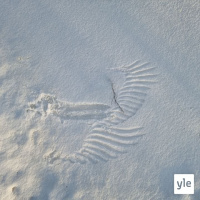 Lumiset jäljet luonnossa