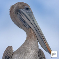 Pelikaani vai siperianlepinkäinen?