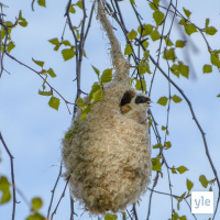 Tiaisia on erilaisia