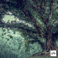 Metsänpoika tahdon olla!