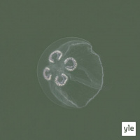 Meduusaseikkailu 2022