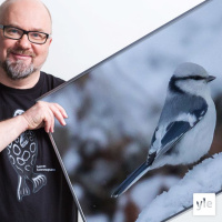 Valkopäätiaisen jäljillä