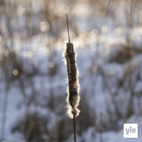 Talventörröttäjä