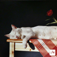 Blomis-setä, kissa ja koira