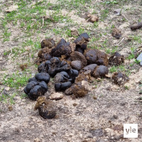 Vaaleanpunaista kakkaa