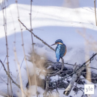 Blomis tsiigaa kuningasta sillä silmällä (U)