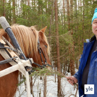Jokapaikan Reetta: Rautalammilla työhevosen kanssa metsätöissä