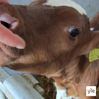 Jokapaikan Reetta: Eläinlääkäriopiskelijoiden päivä tuotantoeläinsairaalassa