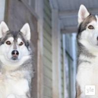 Jokapaikan Reetta: Koirasusiin tutustumassa Kouvolassa