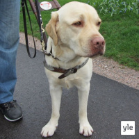 Jokapaikan Reetta: Opaskoirien johdatuksessa