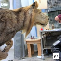 Jokapaikan Reetta: Eläimiä täyttämässä