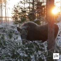 Jokapaikan Reetta: Villieläinhoitolassa Raippaluodossa