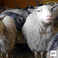 Jokapaikan Reetta: Lammastilalla Rymättylässä