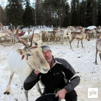 Jokapaikan Reetta: Porotilalla Taivalkoskella