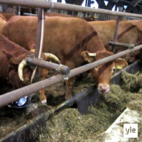 Jokapaikan Reetta: Lähiruoan perässä karjatilalla