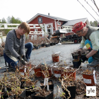 Jokapaikan Reetta: Puutteenkylän puutarhalla Kuusamossa