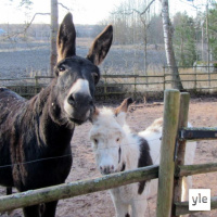 Jokapaikan Reetta: Aasitilalla Loviisassa