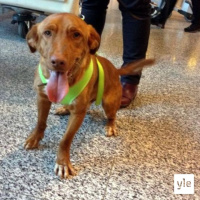 Jokapaikan Reetta: Rescue-koiria vastaanottamassa