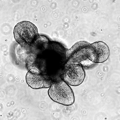 Stemcell Organoids Podcast