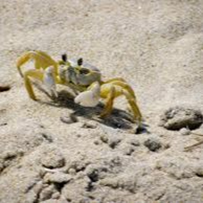 Marshall University Chi Alpha