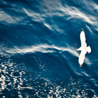 Für das Meer geschaffen – Pfingsten 21 (P. George Elsbett LC)